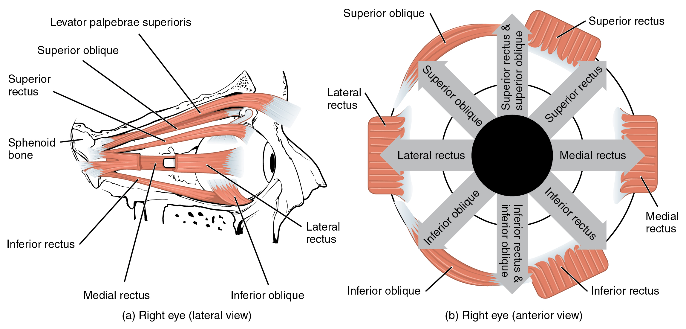 File:1107 The Extrinsic Eye Muscles.jpg - Wikimedia Commons