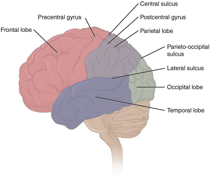 File:1306 Lobes of Cerebral CortexN.jpg - Wikimedia Commons
