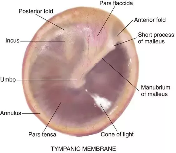 How to differentiate a right and a left ear (on a ear exam using an  otoscope) - Quora