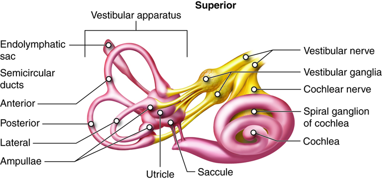 Hearing and Equilibrium | Anatomy and Physiology | Study Guides