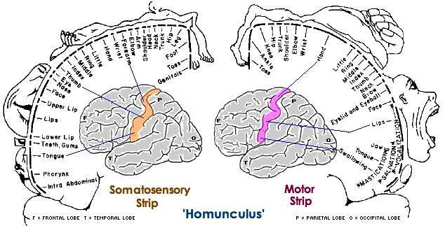 homunculus.sensory.motor | Beth Scupham | Flickr