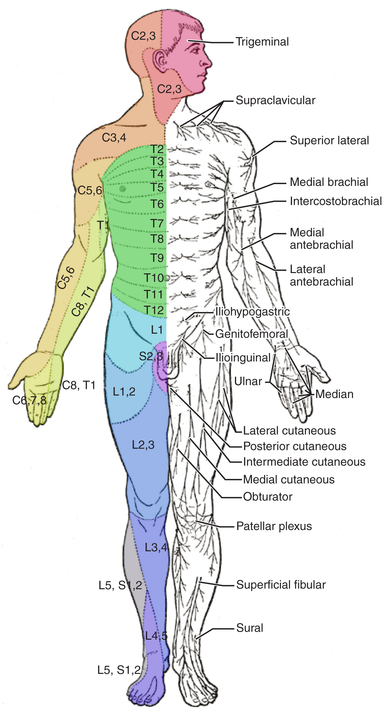 File:1611 Dermatomes-02.jpg - Wikimedia Commons