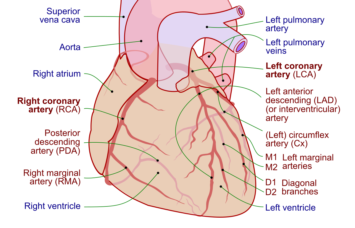 Coronary arteries - Wikipedia