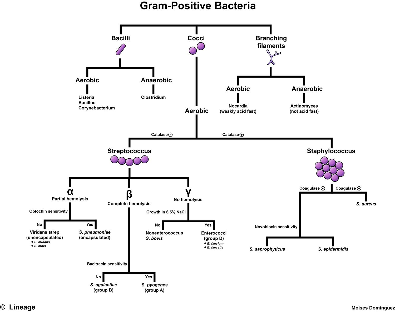 Gram-Positive Bacteria - Microbiology - Medbullets Step 1