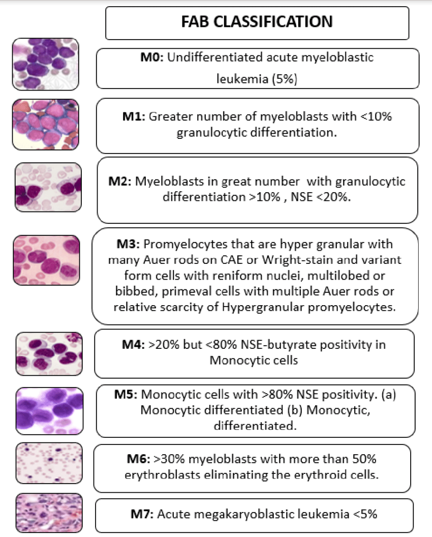 FAB classification of Acute Myeloid Leukemia | Download Scientific Diagram