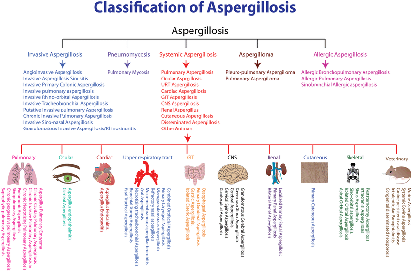 A detailed classification of Aspergillosis with case reports and... |  Download Scientific Diagram