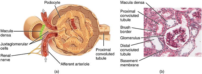 The Glomerulus - Structure - Filtration - TeachMePhysiology